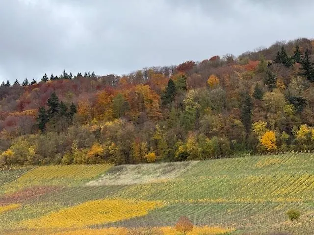 Panorama 180 *